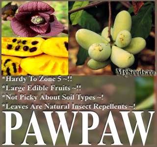   paw paw paw paw TREE FRESH SEEDS SELECT ~Insect Repellent  
