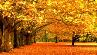 AUTUMN TREE OUTDOOR FALL 20x10 CP SCENIC PHOTO BACKGROUND BACKDROP 