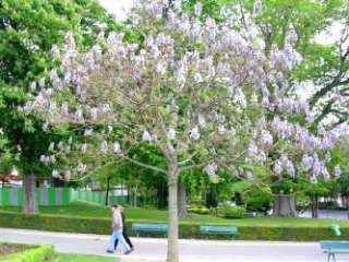 Paulownia elongata is a summer growing deciduous tree of a medium size 