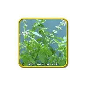  1/4 Lb   Licorice Basil   Bulk Herb Seeds Patio, Lawn & Garden