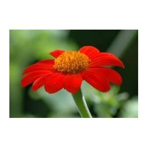  Mexican Sunflower Tithonia Torch 200 Seeds   PLUS PACK 