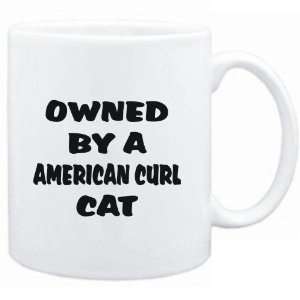   White  OWNED by s American Curl  Cats 