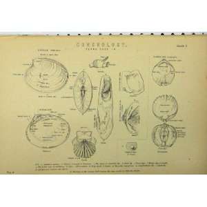  Conchology Bivalve Shells C1890 Lamplike Nature Print 