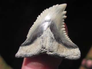 16 HEMIPRISTIS SHARK TOOTH FOSSIL Megalodon Teeth  