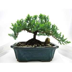 9GreenBox  Finished Japaness Juniper Bonsai Tree w/ Pot Stone Moss 