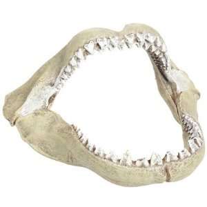  Great White Shark Jaws   Small (Quantity of 3) Health 