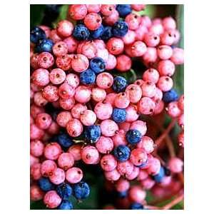  VIBURNUM BRANDYWINE / 1 gallon Potted Patio, Lawn 