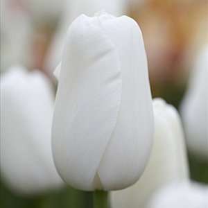  Single Late Tulip Bulbs Maureen Patio, Lawn & Garden