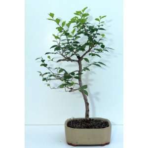 Edamame Bonsais Siberian Elm Bonsai Grocery & Gourmet Food