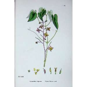  Botany Plants C1902 Alpine Barren Wort Epimedium Colour 