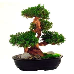 Preserved Multi Branch Bonsai Grocery & Gourmet Food