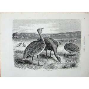   CassellS Birds C1870 Bustards Otis Tarda Bird Nature