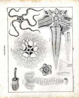 Lilienstern/Fossil Sea Lily (Encrinus liliiformis), Nelkenstern 