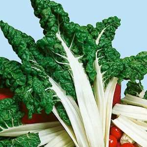  Fordhook Giant Swiss Chard Seeds Patio, Lawn & Garden