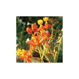  Pleurisy Root Butterfly Weed