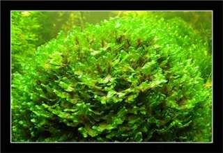 Round Pelia (Susswassertang (Freshwater Seaweed) @ Live aquarium plant 
