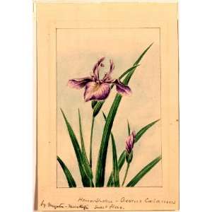   Print . Hana strobel? acornus calamus, sweet flag / Megata Morikaga