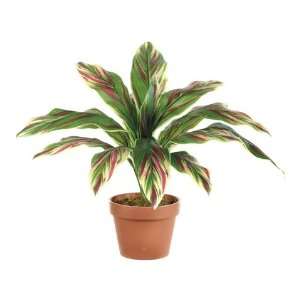  26 Cordyline Bush w/15 Lvs. Green Pink (Pack of 12)