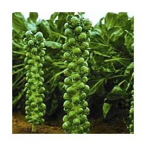  Cumulus Bussel Sprouts Seed Pack Patio, Lawn & Garden