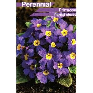  Blue SuperNova Primrose   Primula   Shade   Hardy: Patio 