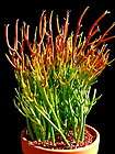Fire Sticks Pencil Cactus   Euphorbia   Easy to grow   5 Pot