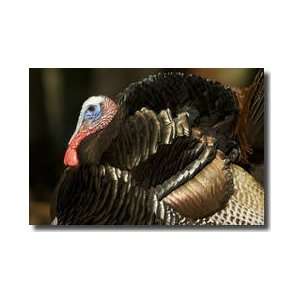  Strutting Male Wild Turkey Giclee Print