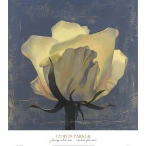    Glowing White Rose   Curtis Parker 24x24 CANVAS