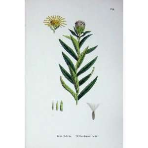  Sowerby Plants C1902 Willow Leaved Inula Salicina