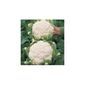  Cauliflower Cassius F1 85 Seeds per Packet Patio, Lawn 