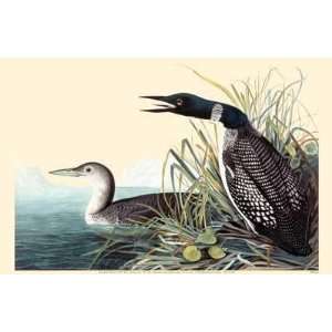    John Woodhouse Audubon   Common Loon Canvas