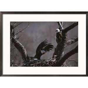  A pair of American bald eagles at their nest Styles Framed 