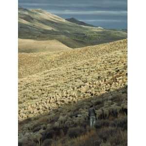 Sheep Herder with Flock in the Great Basins Northern Valley Stretched 