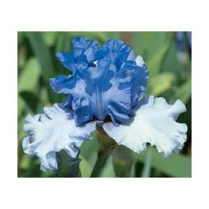    Aegean Wind Iris Rhizomes/Corms FRESH 2 Patio, Lawn & Garden