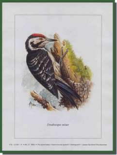 Andre Buzin bird prints Limited Edition Woodpecker #10  