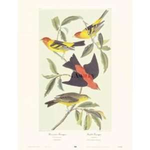  Louisiana Tanager, Scarlet Tanager artist J.J. Audubon 
