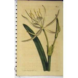   1808 Hand Coloured Flower Curtis Edward Sansom N.1032