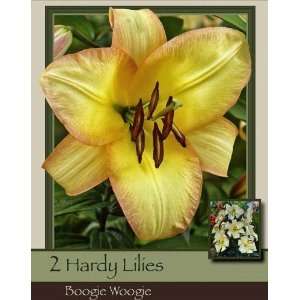  Boogie Woogie Hybrid Lily Pack of 2 Bulbs Patio, Lawn 
