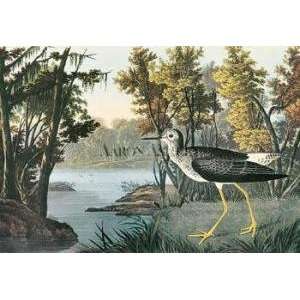    Yellow Shank artist John James Audubon 30x23
