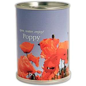  Macflowers Poppy Herb Plants in a Can Patio, Lawn 