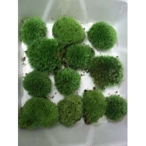  Live Cushion Moss   Medium Size Plants for Terrarium 