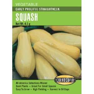 Summer Squash Early Prolific Straightneck Seeds  Patio 