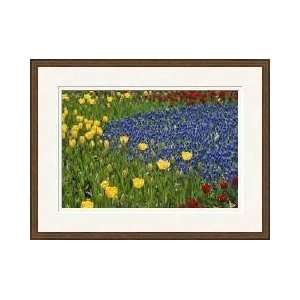  Tulips Grape Hyacinths New York Framed Giclee Print