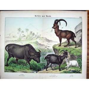  Buffalo Goat Ibex Antique Print Schubert 1889