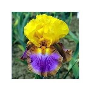  Megabucks Bearded Iris   Gold/Fuchsia   Potted Patio 