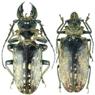 Insects   Acanthophorus maculatus   Uganda   Pair 96mm  