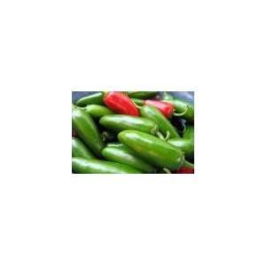  Jalapeno Early Hot Pepper Seed   1g Seed Packet Patio 