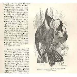  Lindens Helmet Crest Or Black Warrior Bird 1862