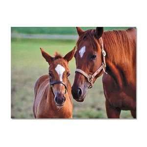  Mare & Foal Puzzle 60 Pieces Toys & Games