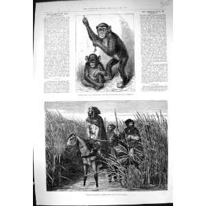  1883 Chimpanzee Koolokamba French Mounted Infantry War 