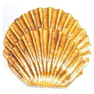  quot Round Seashell Knob Or 206 Antique Matte Copper: Home Improvement